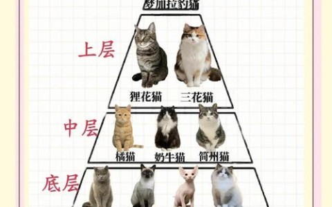 区块链养猫（宠物猫区块链）