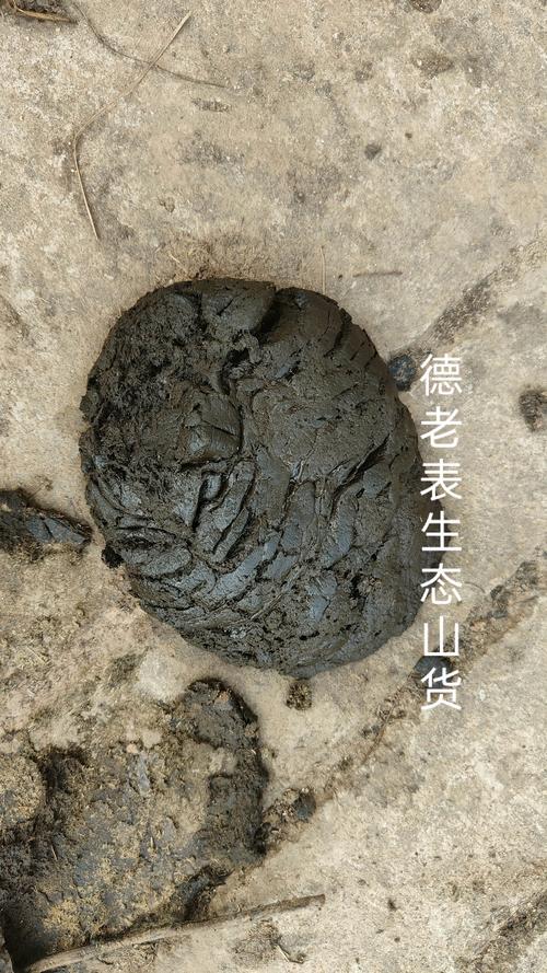 牛粪疗法悲剧（牛粪有什么医疗作用）