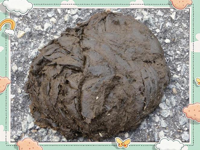 牛粪疗法悲剧（牛粪有什么医疗作用）