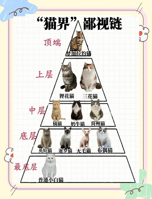 区块链养猫（宠物猫区块链）